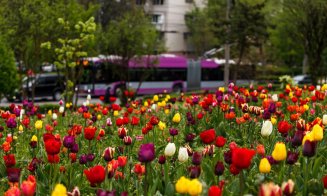 Primăvara s-a instalat la Cluj: lalele superbe și copaci înfloriți