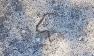 Pui de șarpe de apă, găsit pe malul Someșului, în Grigorescu
