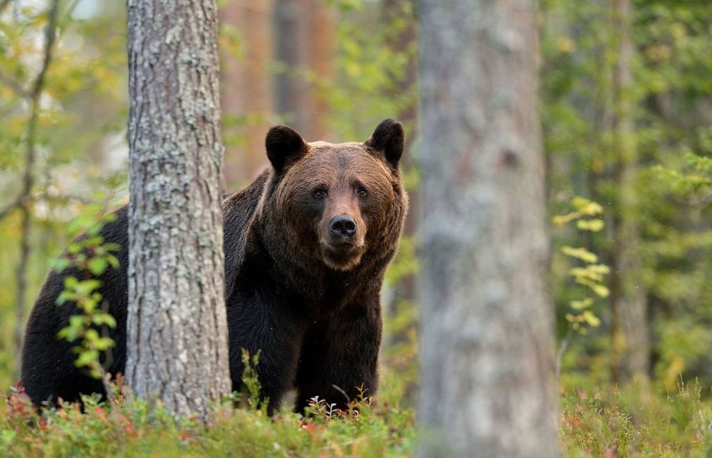 Alertă într-o localitate din Cluj. Un urs a ajuns într-o gospodărie