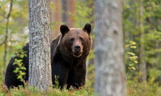 Alertă într-o localitate din Cluj. Un urs a ajuns într-o gospodărie