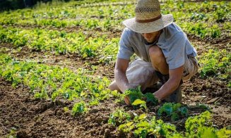 Ce salar pot lua în Italia românii sezonieri care muncesc în agricultură