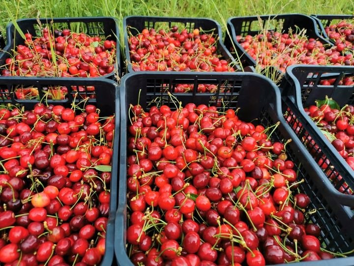 Se vând primele cireșe de la Stațiunea de Cercetare Horticolă clujeană, sub preţul pieţei
