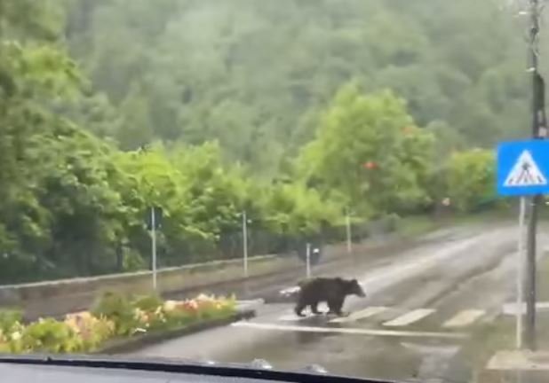 Ursul trece pe zebră în România! Imaginile au devenit virale