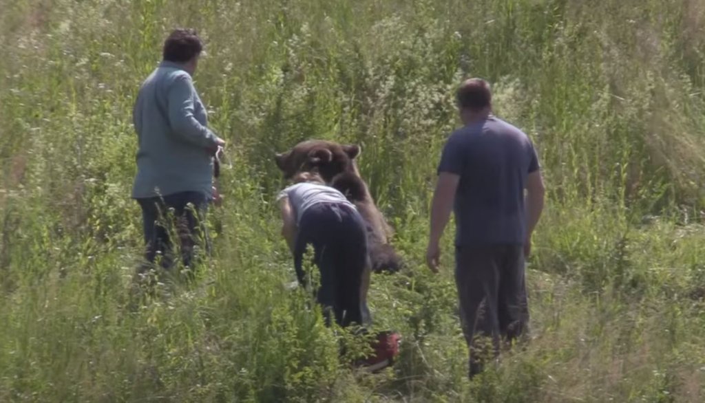 Urs lovit în plin de mașină pe un drum din Cluj. Veterinarii au decis să-l eutanasieze