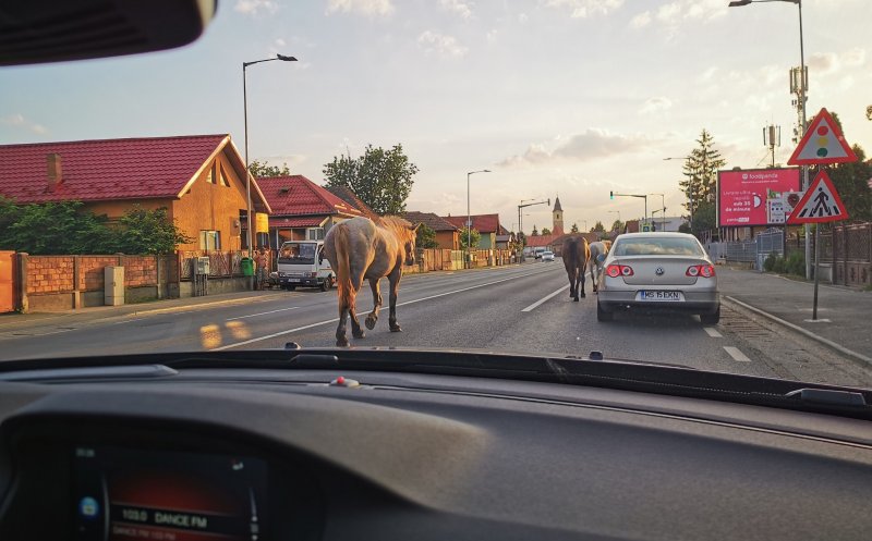 Clujul, ca-n Vestul Sălbatic. Caii fluidizează traficul din Floreşti