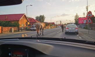 Clujul, ca-n Vestul Sălbatic. Caii fluidizează traficul din Floreşti