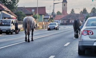 Clujul, ca-n Vestul Sălbatic. Caii fluidizează traficul din Floreşti