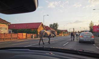 Clujul, ca-n Vestul Sălbatic. Caii fluidizează traficul din Floreşti
