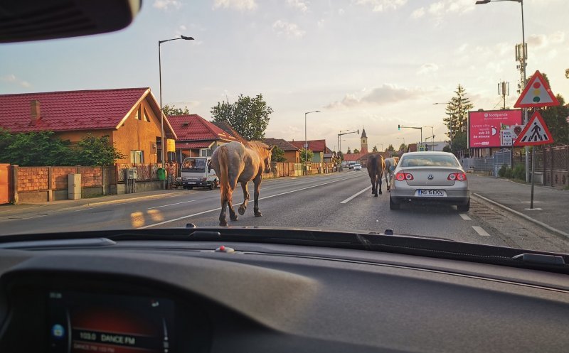 Primarul Floreștiului, despre animalele din comună: „Caii vor fi ridicați, dar avem nevoie de o formulă juridică”