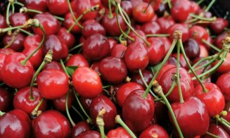 USAMV organizează primul târg de cireșe din producția proprie