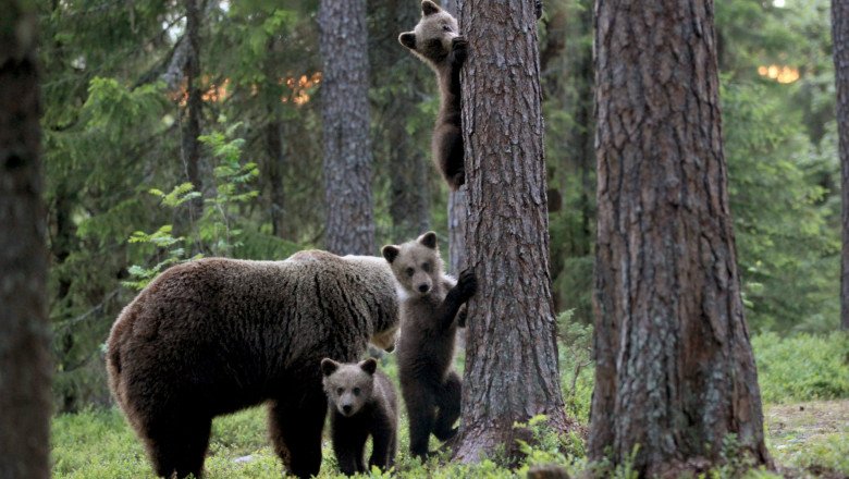 Pot fi ucise și ursoaicele cu pui, conform Ordonanţei de Urgenţă care permite împușcarea urșilor, iar vânătorii vor fi plătiți