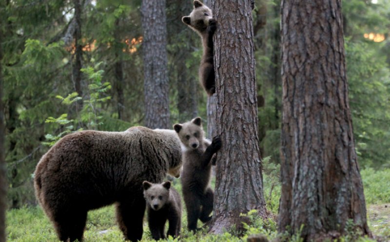Pot fi ucise și ursoaicele cu pui, conform Ordonanţei de Urgenţă care permite împușcarea urșilor, iar vânătorii vor fi plătiți