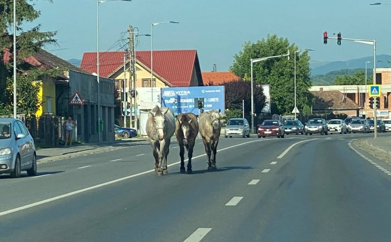 Caii din Florești, la plimbarea de dimineață. Subiect de bancuri pentru internauți: „Eu zic să ne bucurăm totuși, alții au urși” / „Pariez pe cel alb”