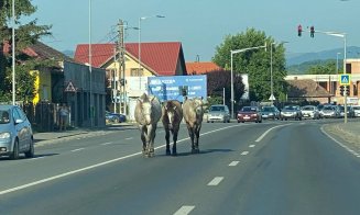 Caii din Florești, la plimbarea de dimineață. Subiect de bancuri pentru internauți: „Eu zic să ne bucurăm totuși, alții au urși” / „Pariez pe cel alb”