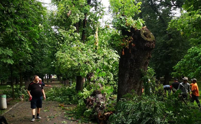 Furtuna de duminică a rupt mai mulţi copaci de mari dimensiuni din Parcul Central
