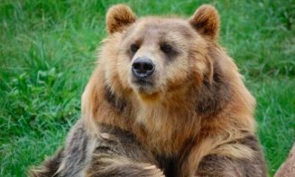 Un alt bărbat a fost ucis de urs. Ciobanul de 80 de ani a fost găsit în Mureș cu ajutorul dronei