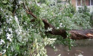 VIJELIA UCIDE: O fetiţă de 5 ani a murit după ce un copac doborât de furtună a căzut peste ea
