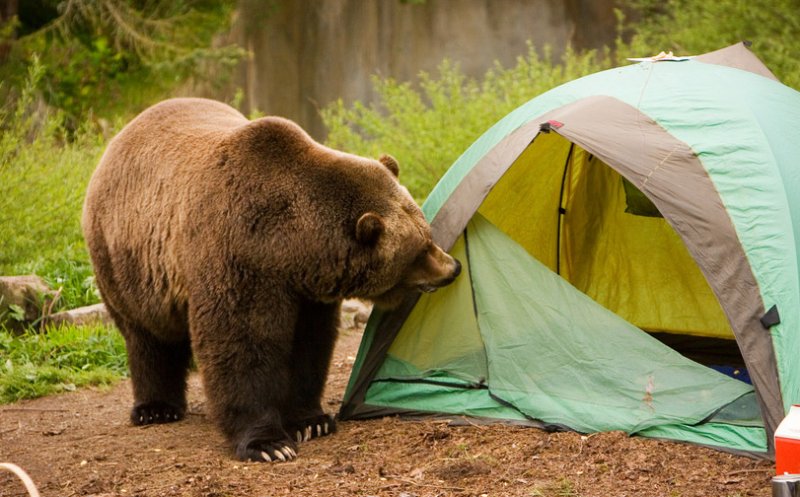 10 sfaturi utile pentru a evita atacurile urşilor