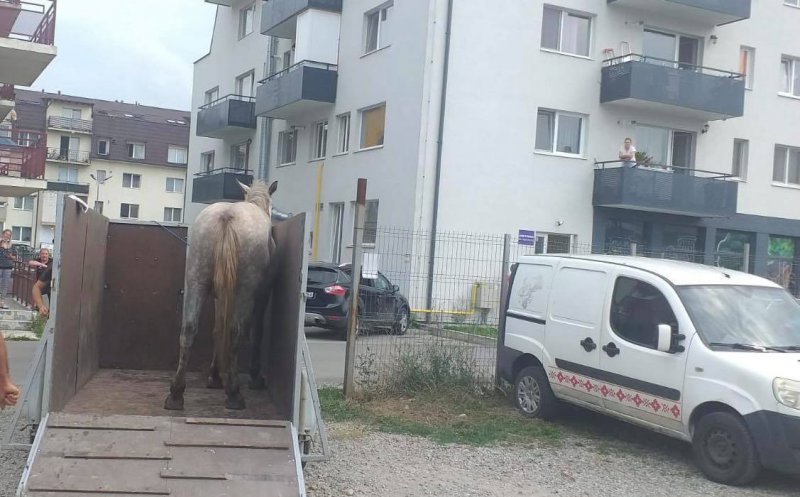 Cai nesupravegheați, ridicaţi de pe domeniul public din Florești