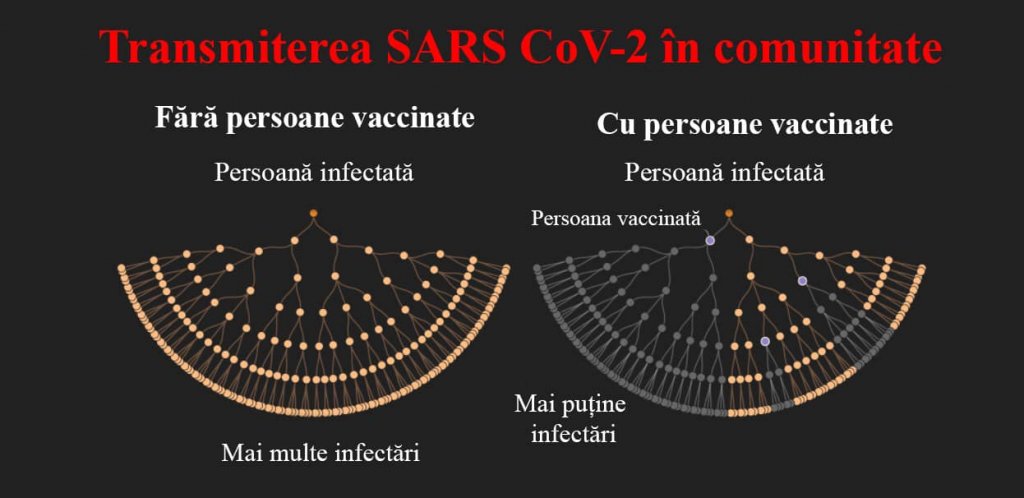 Cum se răspândește virusul în cazul persoanelor vaccinate și a celor nevaccinate