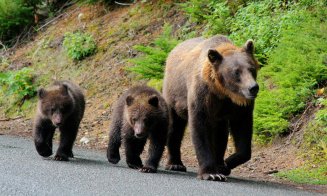 Alertă în Florești! Ursoaică cu doi pui, pe șosea, la intrare în comună