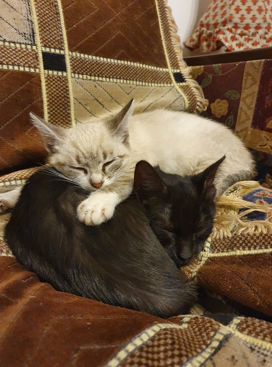 Cat/dog sitting la Cluj-Napoca. Cât costă ora sau ziua de îngrijire a patrupedului. Se oferă servicii de taxi sau toaletaj