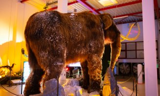 Clujul este orașul preferat al Dinozaurilor