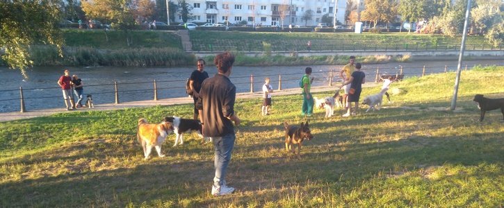 Petiție împotriva desființării locului pentru plimbat câini de pe malul Someșului. Sute de semnături în doar câteva zile
