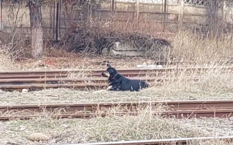 Un câine fără stăpân a atacat mai multe persoane și a ucis două animale la Bistrița