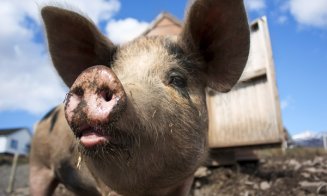 Porcii să îşi ia adio de la lături şi ţăranii de la mai mult de 5 suine în bătătură! Au hotărât politicienii în "Legea porcului"