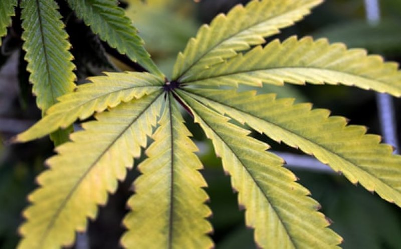 Se legalizează cultivarea și consumul de marijuana pentru uz personal