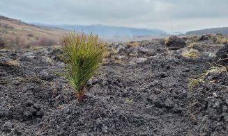 O nouă pădure de pin silvestru s-a născut la Cluj datorită inițiativei “Plantăm fapte bune in România”