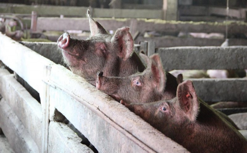 Noi focare de pestă porcină depistate în Cluj