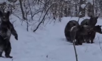 ADIO HIBERNARE! Familie de 6 urși filmată la plimbare într-o pădure  din Maramureş