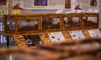 The Taranterra Project aduce în Iulius Mall Cluj o expoziție cu 36 de tarantule vii