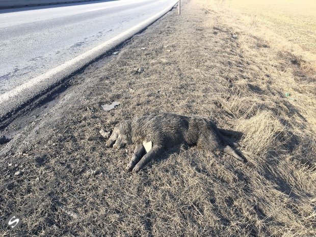 Imagini macabre de pe drumurile clujene! Câini morți stau pe marginea șoselelor de cel puțin două luni