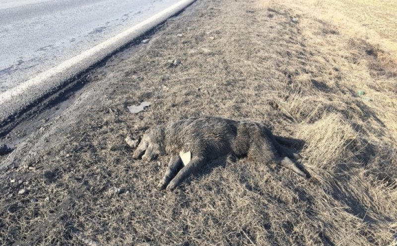 Imagini macabre de pe drumurile clujene! Câini morți stau pe marginea șoselelor de cel puțin două luni