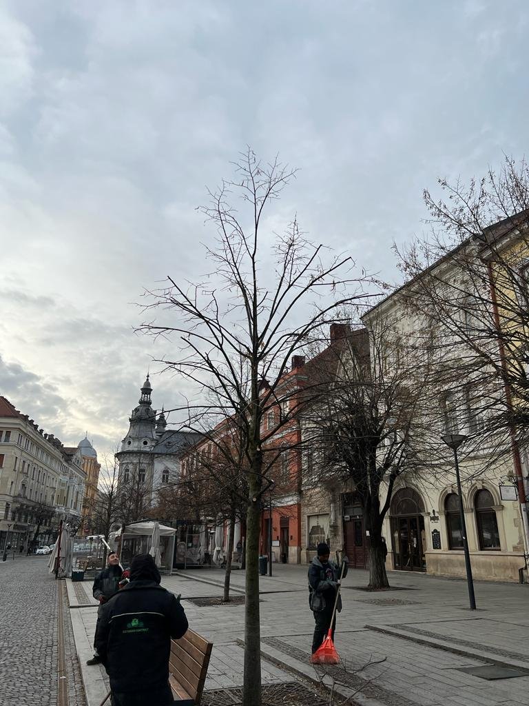 Au început toaletările de primăvară la Cluj-Napoca. Firma responsabilă: "Se lucrează cu profesioniști în domeniu"