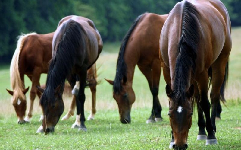 A fost găsit unul dintre cei șase cai de rasă furați acum doi ani de la un clujean