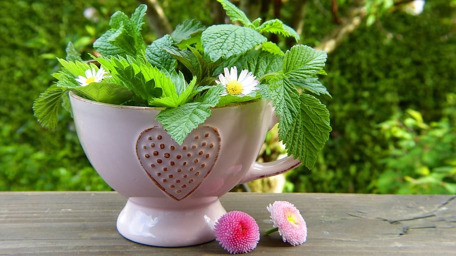 Cură de primăvară cu plante de leac românești. Cum să te menții sănătos