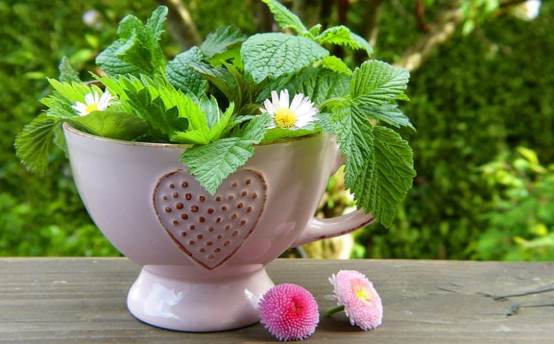 Cură de primăvară cu plante de leac românești. Cum să te menții sănătos