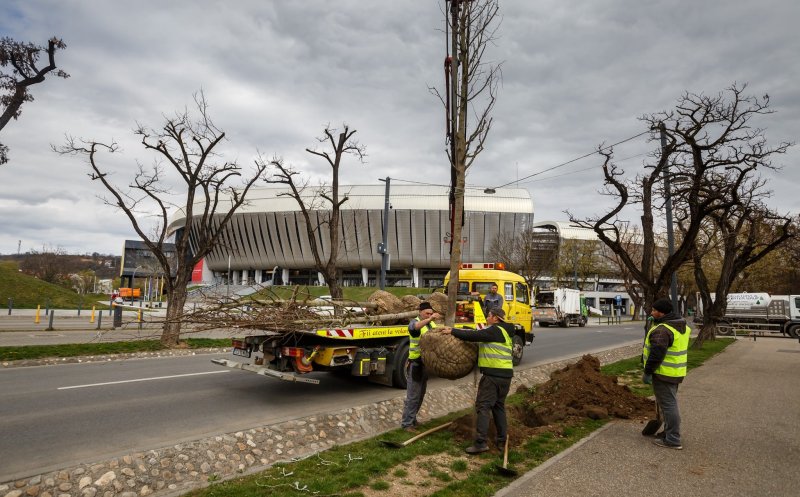 Clujul Verde: Peste 1.000 de arbori de talie mare vori fi plantați în această primăvară / Obiectivul: 100.000 până în 2030