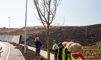 Clujul Verde: Peste 1.000 de arbori de talie mare vori fi plantați în această primăvară / Obiectivul: 100.000 până în 2030