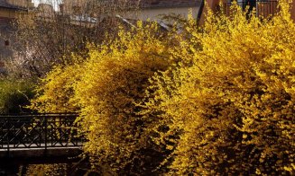 Clujul, „îmbrăcat” în culori de primăvară