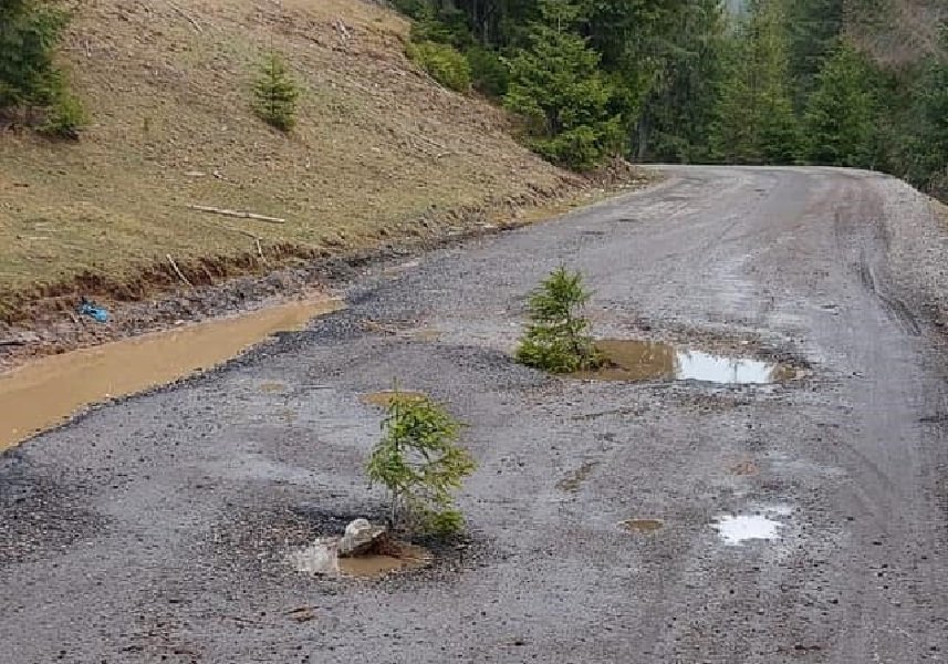 Au plantat brazi în gropile din mijlocul unui drum din zona turistică Beliș. Poate așa le observă și autoritățile