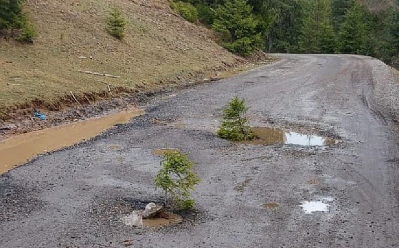 Au plantat brazi în gropile din mijlocul unui drum din zona turistică Beliș. Poate așa le observă și autoritățile