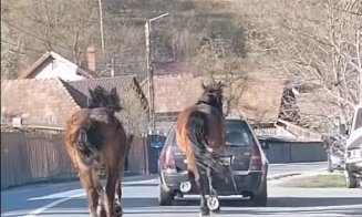 Cluj: Șoferul care trăgea după mașină un cal legat cu o funie a fost găsit și amendat