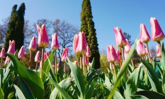 Au înflorit lalele și narcisele din Grădina Botanică Cluj