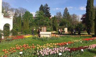 Raiul florilor la Grădina Botanică din Cluj-Napoca: spectacol vizual cu peste 100 de soiuri de lalele