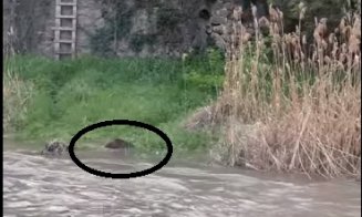 Musafiri la Cluj-Napoca: doi castori la Someş. Ce ar putea face autoritățile ca animalele să rămână în oraș